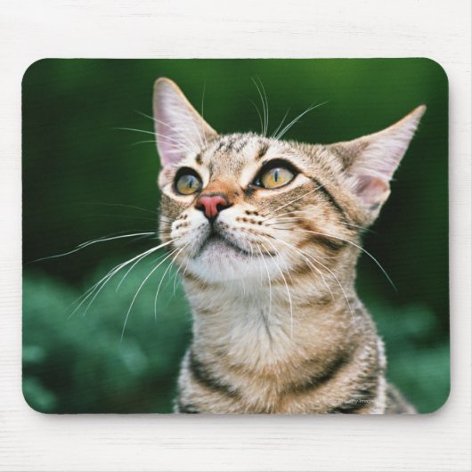 American Shorthair Mousepad (Vorne)
