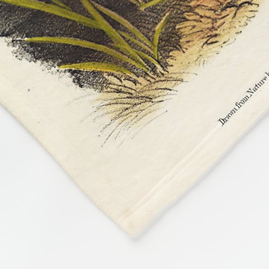 American Skunk oder Striped Skunk von Audubon Fleecedecke (Ecke)