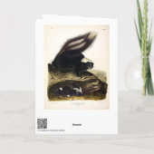 American Skunk oder Striped Skunk von Audubon Karte (Rückseite)