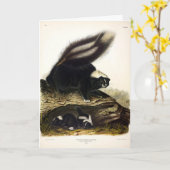 American Skunk oder Striped Skunk von Audubon Karte (Gelbe Blume)