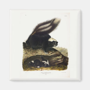 American Skunk oder Striped Skunk von Audubon Magnet