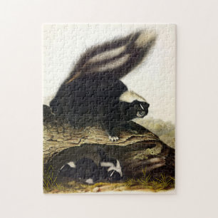 American Skunk oder Striped Skunk von Audubon Puzzle