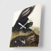 American Skunk oder Striped Skunk von Audubon Quadratische Wanduhr (Winkel)