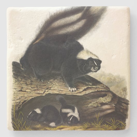 American Skunk oder Striped Skunk von Audubon Steinuntersetzer (Vorderseite)