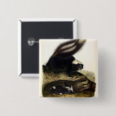 American Skunk, Striped Skunk, von Audubon F Button (Vorne & Hinten)