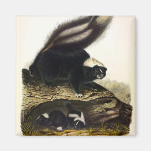 American Skunk, Striped Skunk, von Audubon F Magnet