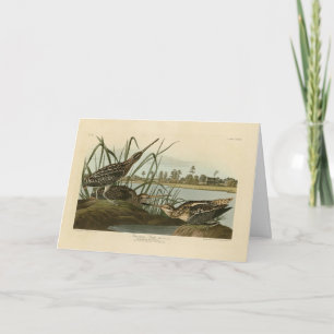 American Snipe (Wilson) Audubon's Birds of America Karte
