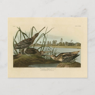 American Snipe (Wilson) Audubon's Birds of America Postkarte