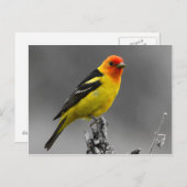 American Songbird Postcard Postkarte (Vorne/Hinten)