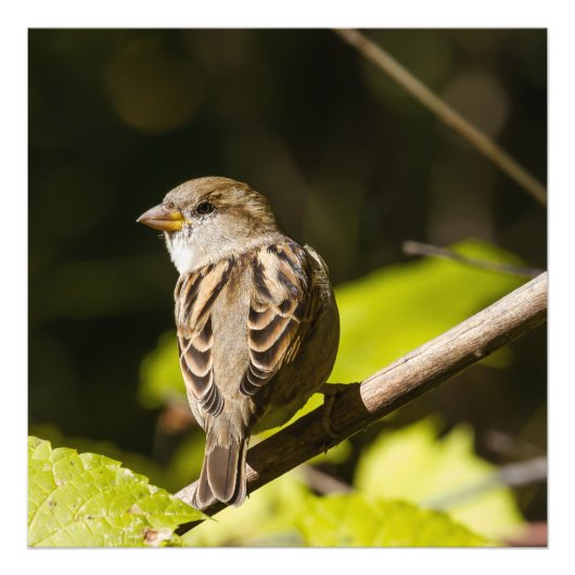 American Sparrow Fotografy Square Print Fotodruck (Vorne)