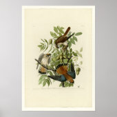 American Sparrow Hawk Poster (Vorne)