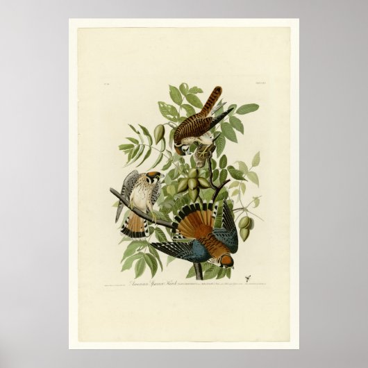 American Sparrow Hawk Poster (Vorne)