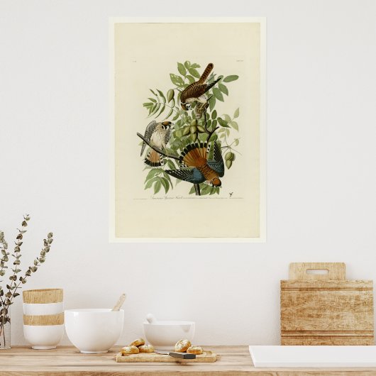 American Sparrow Hawk Poster (Küche)