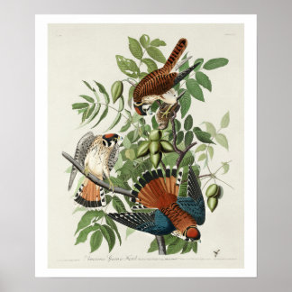 American Sparrow Hawk von Audubon Poster