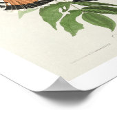 American Sparrow Hawk von Audubon Poster (Ecke)