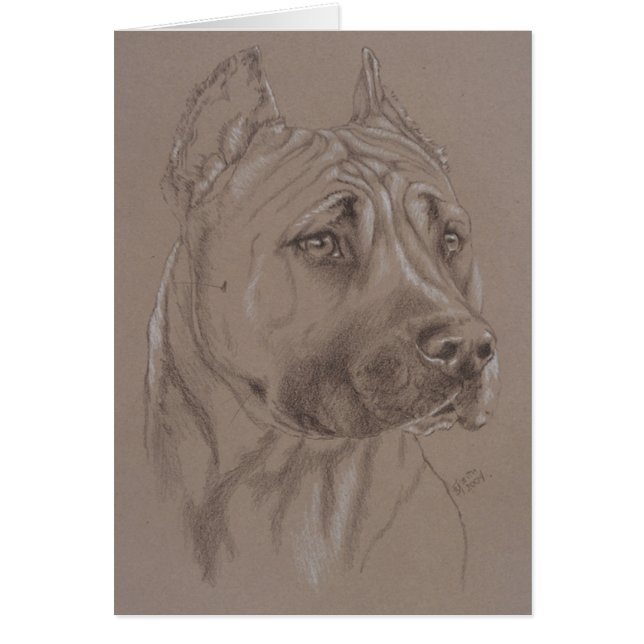 American Staffordshire Terrier (Vorne)