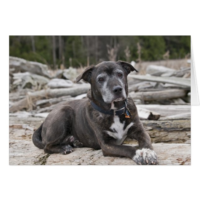 American Staffordshire Terrier Foto Card (Vorderseite (Horizontal))