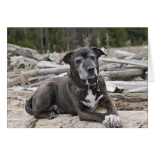 American Staffordshire Terrier Fotokarte