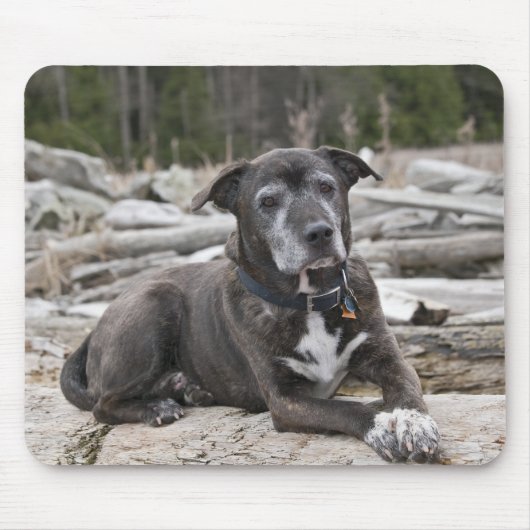 American Staffordshire Terrier - Mousepad (Vorne)