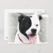 American Staffordshire Terrier Postkarte (Vorne/Hinten)