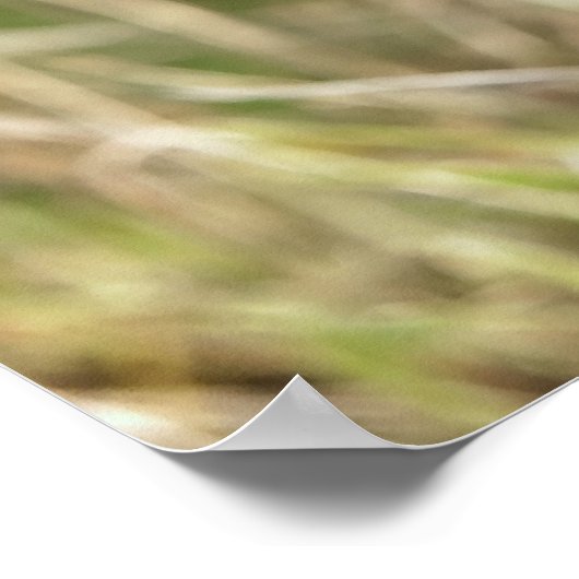 American Staffordshire Terrier Prints Poster (Ecke)