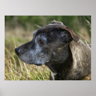 American Staffordshire Terrier Prints Poster