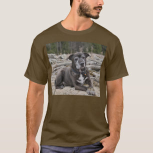 American Staffordshire Terrier - Shirts