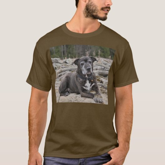 American Staffordshire Terrier - Shirts (Vorderseite)