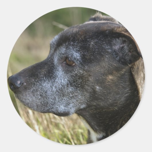 American Staffordshire Terrier Stickers (Vorderseite)