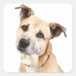 American Staffordshire Terrier Welpen-Hundeaufkleb Quadratischer Aufkleber