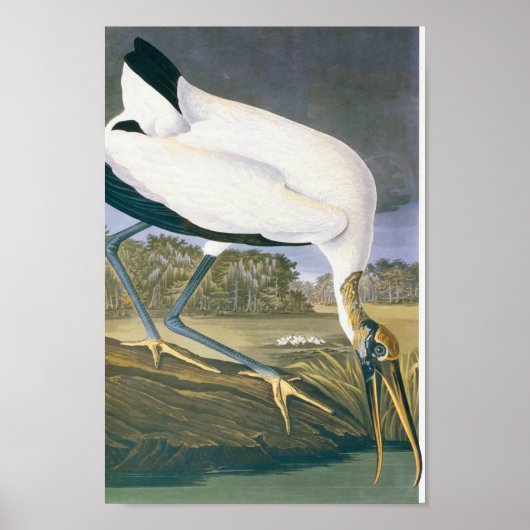 American Stork by John James Audubon Poster (Vorne)