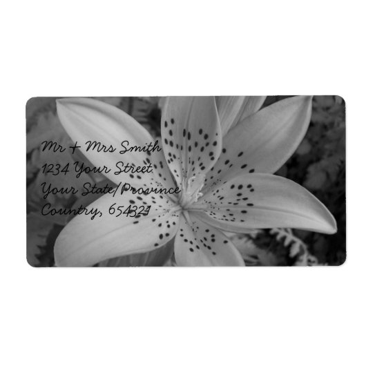 American Tiger Lily (Vorne)