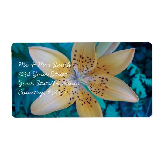 American Tiger Lily (Vorne)