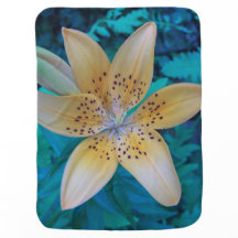 American Tiger Lily
