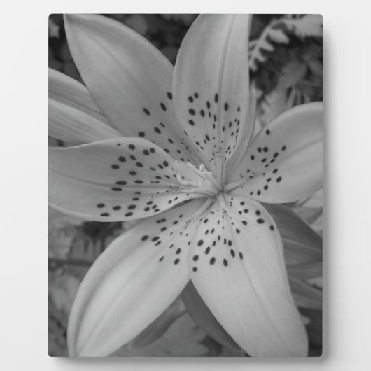 American Tiger Lily Fotoplatte (Vorderseite)