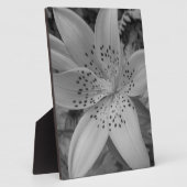 American Tiger Lily Fotoplatte (Seite)