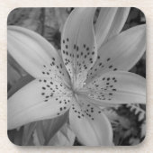 American Tiger Lily Getränkeuntersetzer (Vorderseite)