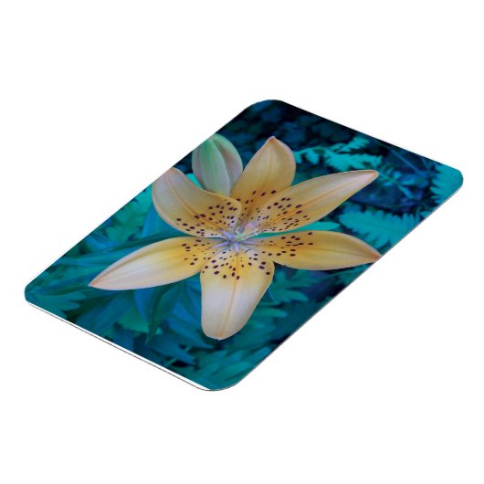 American Tiger Lily Magnet (Linke Seite)
