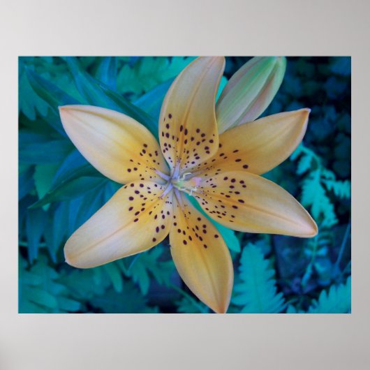 American Tiger Lily Poster (Vorne)