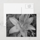 American Tiger Lily Postkarte (Vorne/Hinten)