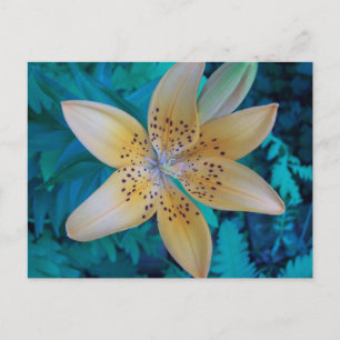 American Tiger Lily Postkarte