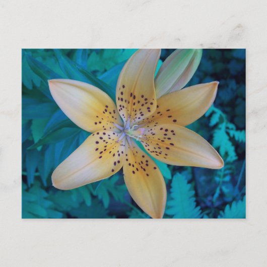 American Tiger Lily Postkarte (Vorderseite)