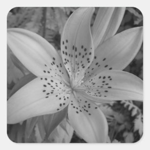 American Tiger Lily Quadratischer Aufkleber