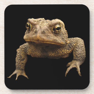 American Toad Getränkeuntersetzer