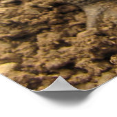 American Toad Poster (Ecke)