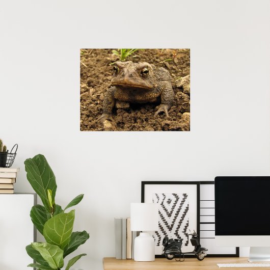 American Toad Poster (Heimbüro)