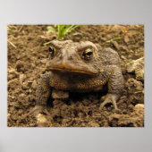 American Toad Poster (Vorne)