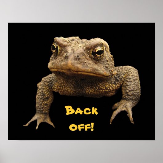 American Toad Poster (Vorne)
