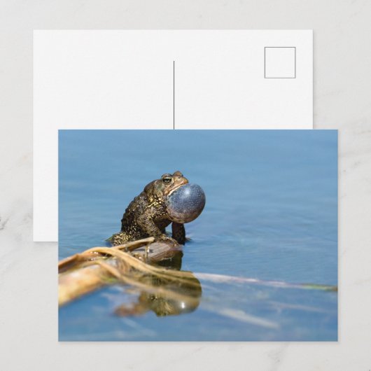 American Toad Postkarte (Vorne/Hinten)