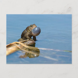American Toad Postkarte